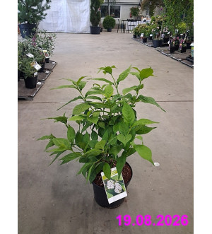Callicarpa japonica 'Leucocarpa' C 2,5 L